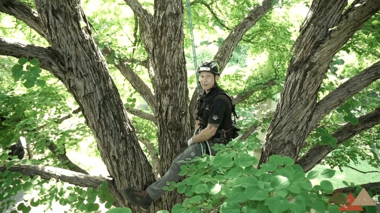 A High-Wire Act The Dangers of Limb Walking