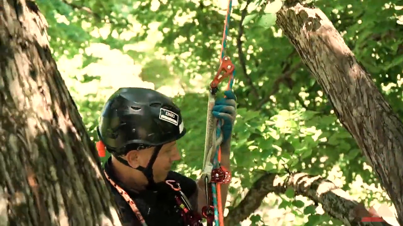 dual mirrored rope system for arborists
